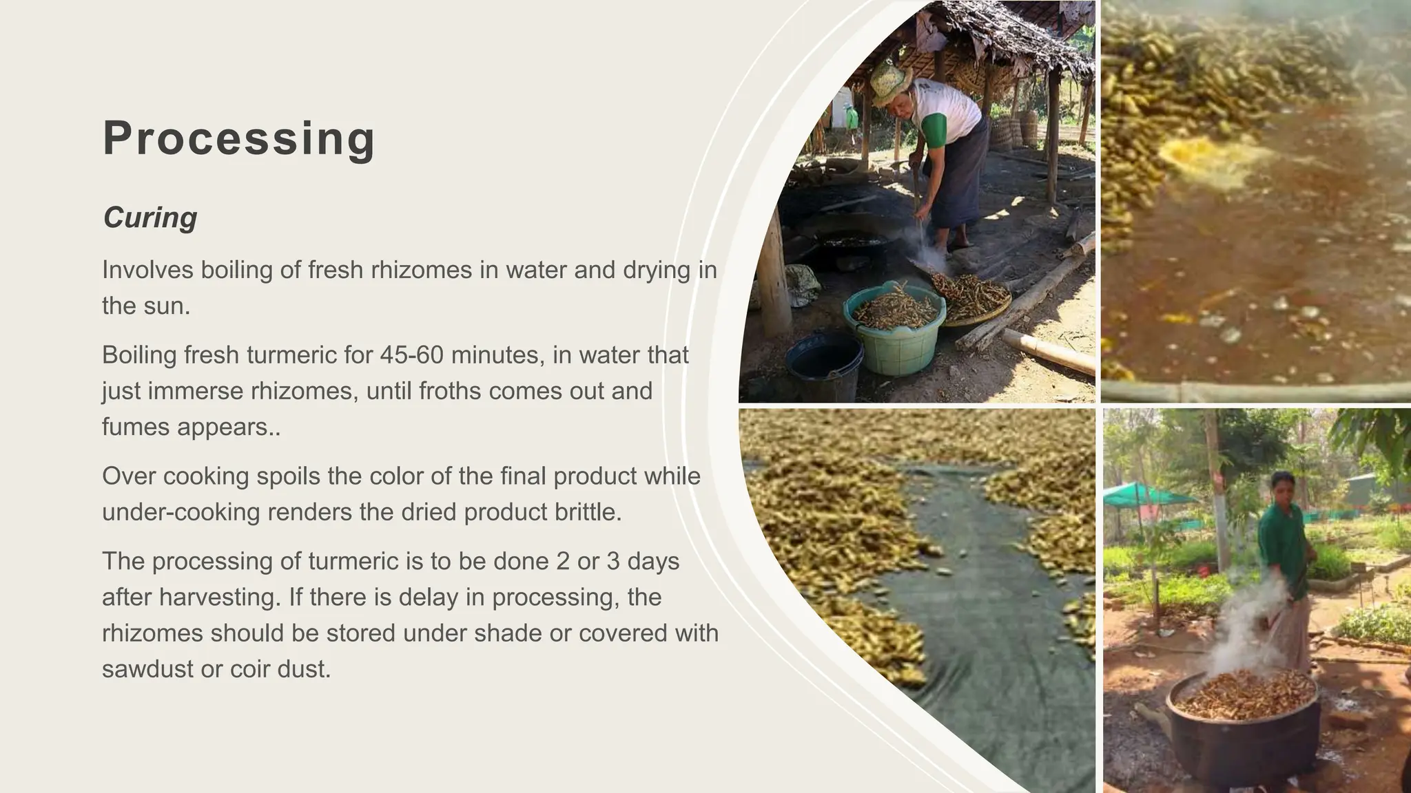 Processing
Curing
Involves boiling of fresh rhizomes in water and drying in
the sun.
Boiling fresh turmeric for 45-60 minutes, in water that
just immerse rhizomes, until froths comes out and
fumes appears..
Over cooking spoils the color of the final product while
under-cooking renders the dried product brittle.
The processing of turmeric is to be done 2 or 3 days
after harvesting. If there is delay in processing, the
rhizomes should be stored under shade or covered with
sawdust or coir dust.
13
 