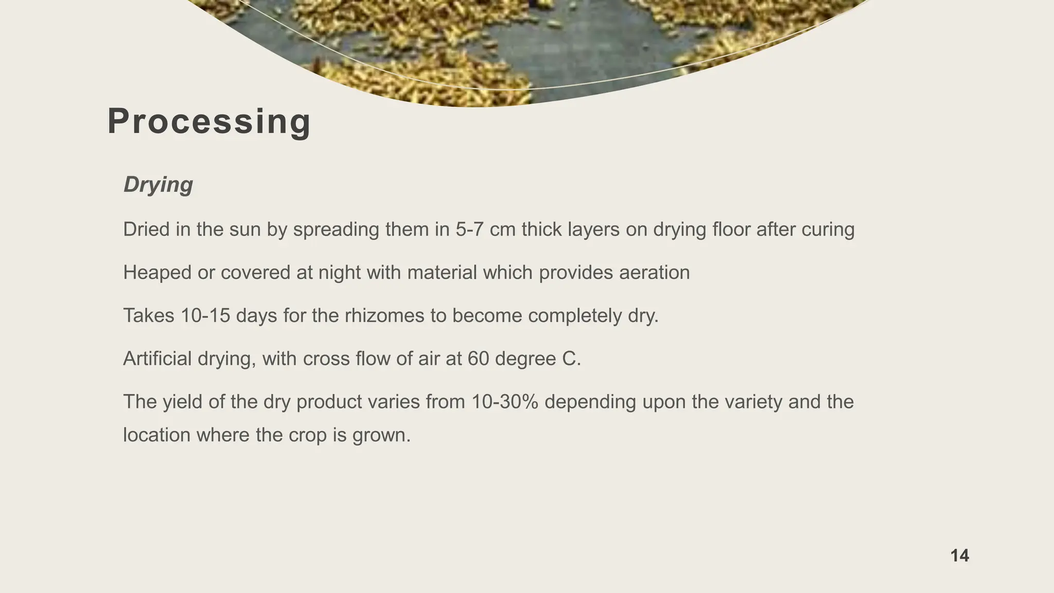 Processing
Drying
Dried in the sun by spreading them in 5-7 cm thick layers on drying floor after curing
Heaped or covered at night with material which provides aeration
Takes 10-15 days for the rhizomes to become completely dry.
Artificial drying, with cross flow of air at 60 degree C.
The yield of the dry product varies from 10-30% depending upon the variety and the
location where the crop is grown.
14
 