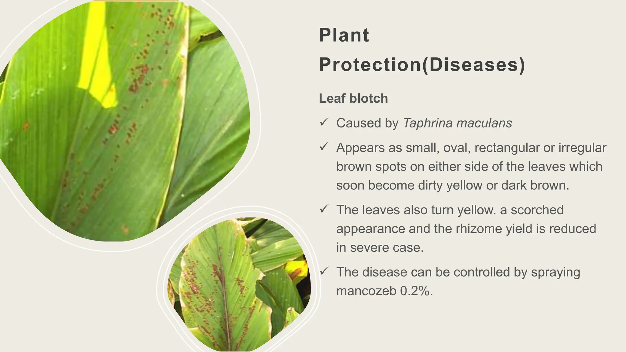 Plant
Protection(Diseases)
Leaf blotch
 Caused by Taphrina maculans
 Appears as small, oval, rectangular or irregular
brown spots on either side of the leaves which
soon become dirty yellow or dark brown.
 The leaves also turn yellow. a scorched
appearance and the rhizome yield is reduced
in severe case.
 The disease can be controlled by spraying
mancozeb 0.2%.
 