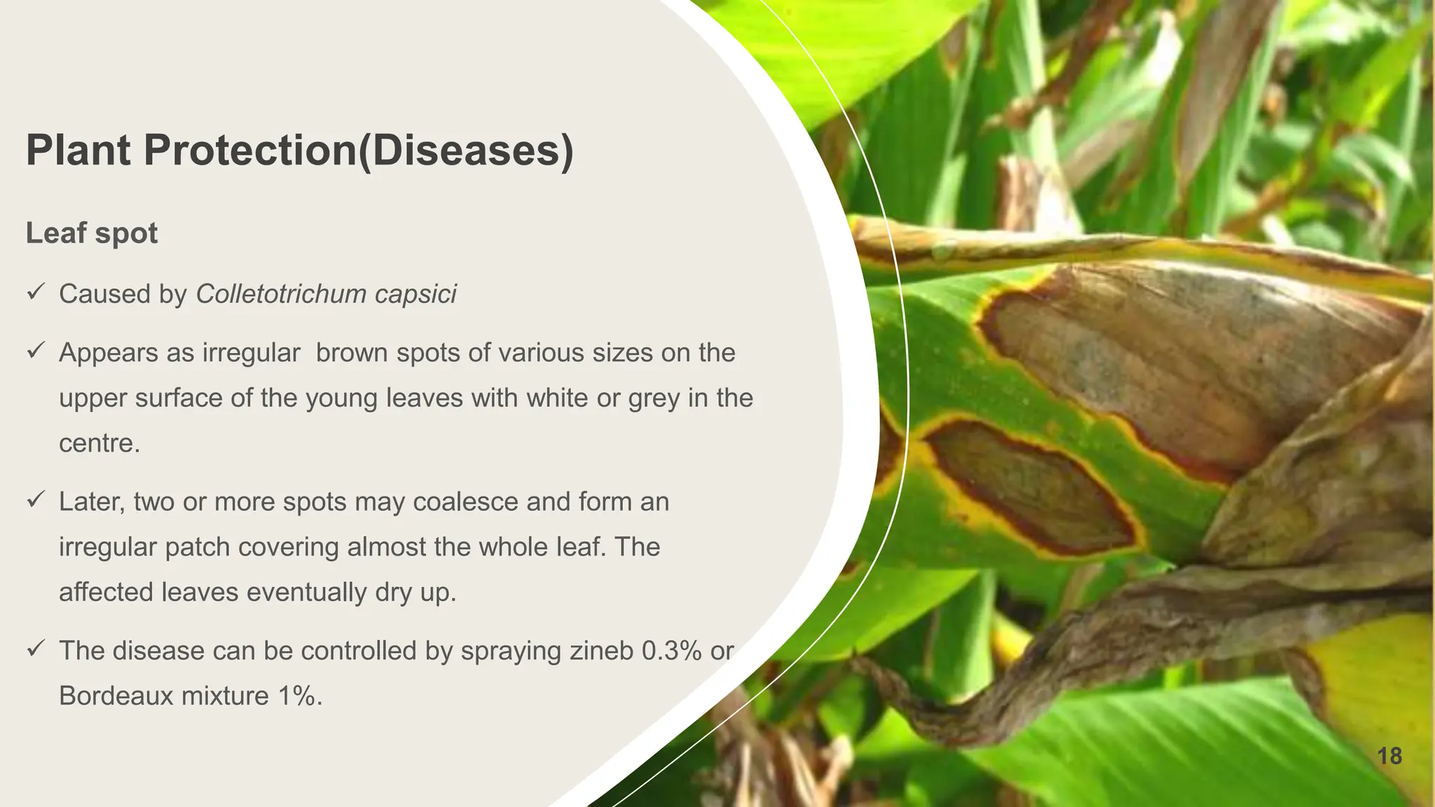 Plant Protection(Diseases)
Leaf spot
 Caused by Colletotrichum capsici
 Appears as irregular brown spots of various sizes on the
upper surface of the young leaves with white or grey in the
centre.
 Later, two or more spots may coalesce and form an
irregular patch covering almost the whole leaf. The
affected leaves eventually dry up.
 The disease can be controlled by spraying zineb 0.3% or
Bordeaux mixture 1%.
18
 