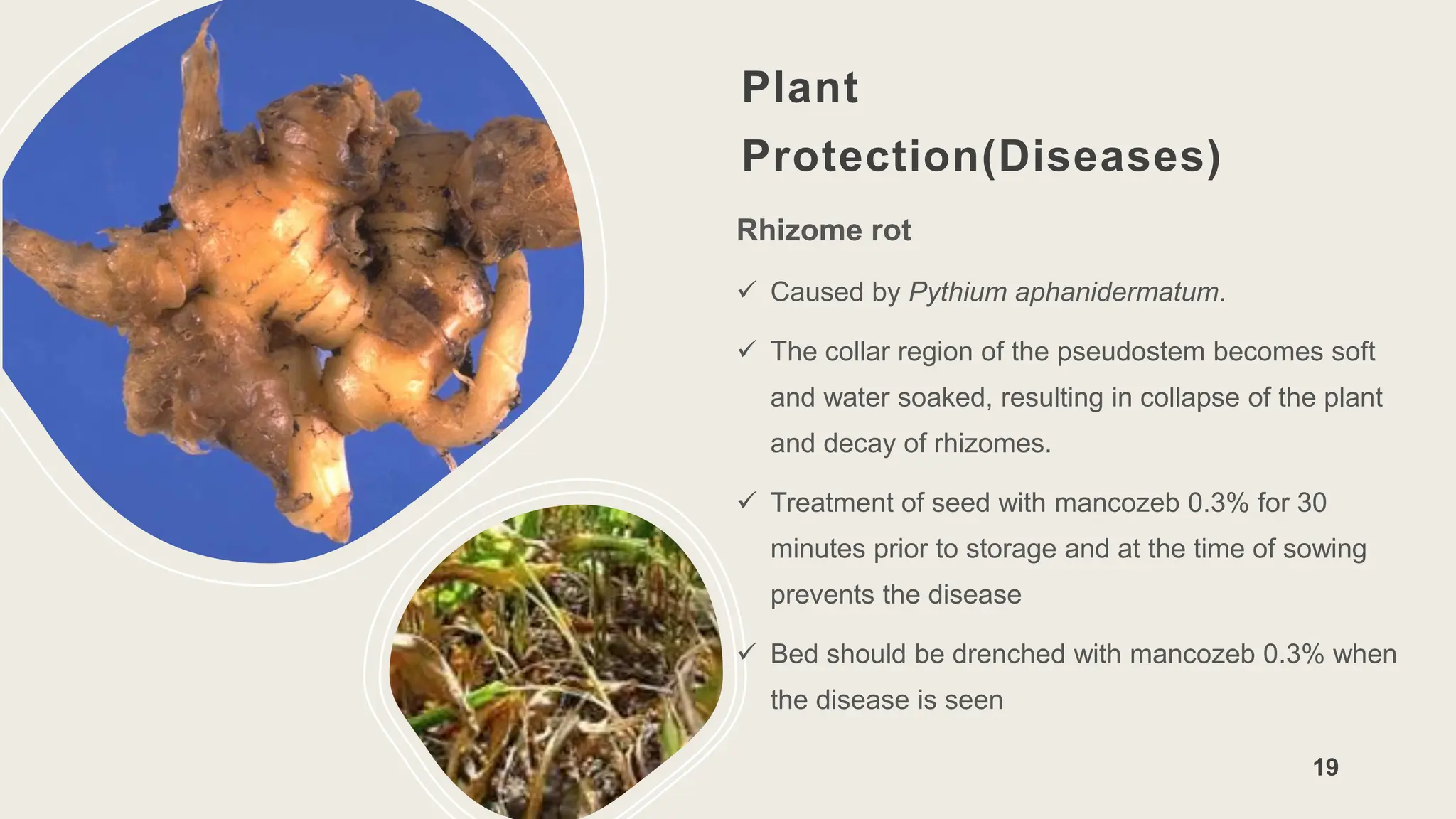 Plant
Protection(Diseases)
Rhizome rot
 Caused by Pythium aphanidermatum.
 The collar region of the pseudostem becomes soft
and water soaked, resulting in collapse of the plant
and decay of rhizomes.
 Treatment of seed with mancozeb 0.3% for 30
minutes prior to storage and at the time of sowing
prevents the disease
 Bed should be drenched with mancozeb 0.3% when
the disease is seen
19
 
