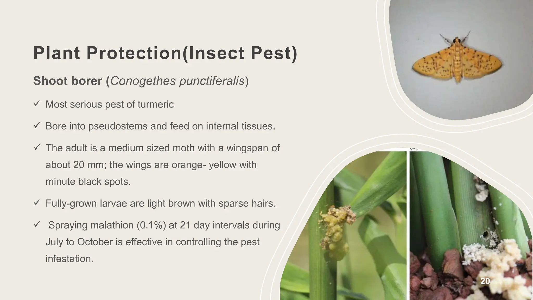 Plant Protection(Insect Pest)
Shoot borer (Conogethes punctiferalis)
 Most serious pest of turmeric
 Bore into pseudostems and feed on internal tissues.
 The adult is a medium sized moth with a wingspan of
about 20 mm; the wings are orange- yellow with
minute black spots.
 Fully-grown larvae are light brown with sparse hairs.
 Spraying malathion (0.1%) at 21 day intervals during
July to October is effective in controlling the pest
infestation.
20
 