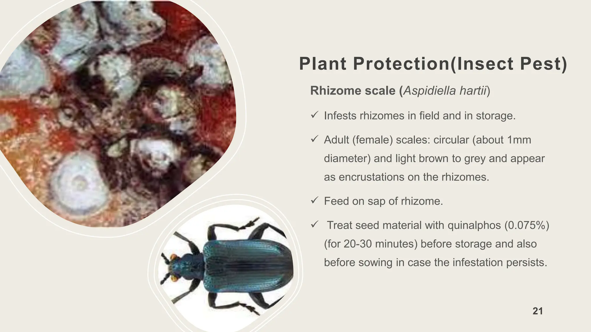 Plant Protection(Insect Pest)
Rhizome scale (Aspidiella hartii)
 Infests rhizomes in field and in storage.
 Adult (female) scales: circular (about 1mm
diameter) and light brown to grey and appear
as encrustations on the rhizomes.
 Feed on sap of rhizome.
 Treat seed material with quinalphos (0.075%)
(for 20-30 minutes) before storage and also
before sowing in case the infestation persists.
21
 