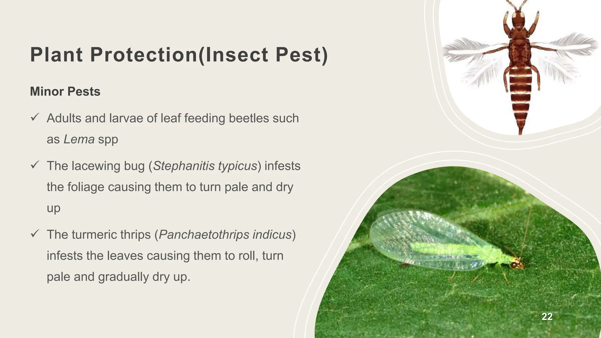 Plant Protection(Insect Pest)
22
Minor Pests
 Adults and larvae of leaf feeding beetles such
as Lema spp
 The lacewing bug (Stephanitis typicus) infests
the foliage causing them to turn pale and dry
up
 The turmeric thrips (Panchaetothrips indicus)
infests the leaves causing them to roll, turn
pale and gradually dry up.
 