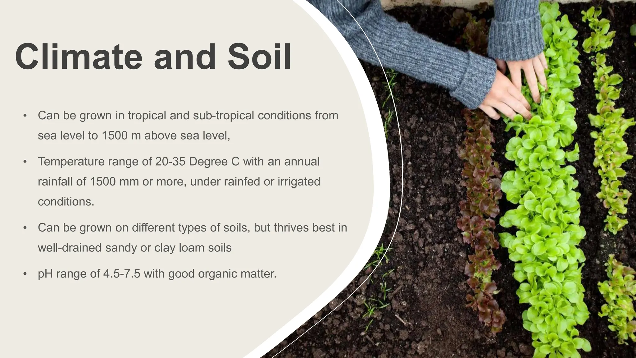 Climate and Soil
• Can be grown in tropical and sub-tropical conditions from
sea level to 1500 m above sea level,
• Temperature range of 20-35 Degree C with an annual
rainfall of 1500 mm or more, under rainfed or irrigated
conditions.
• Can be grown on different types of soils, but thrives best in
well-drained sandy or clay loam soils
• pH range of 4.5-7.5 with good organic matter.
 