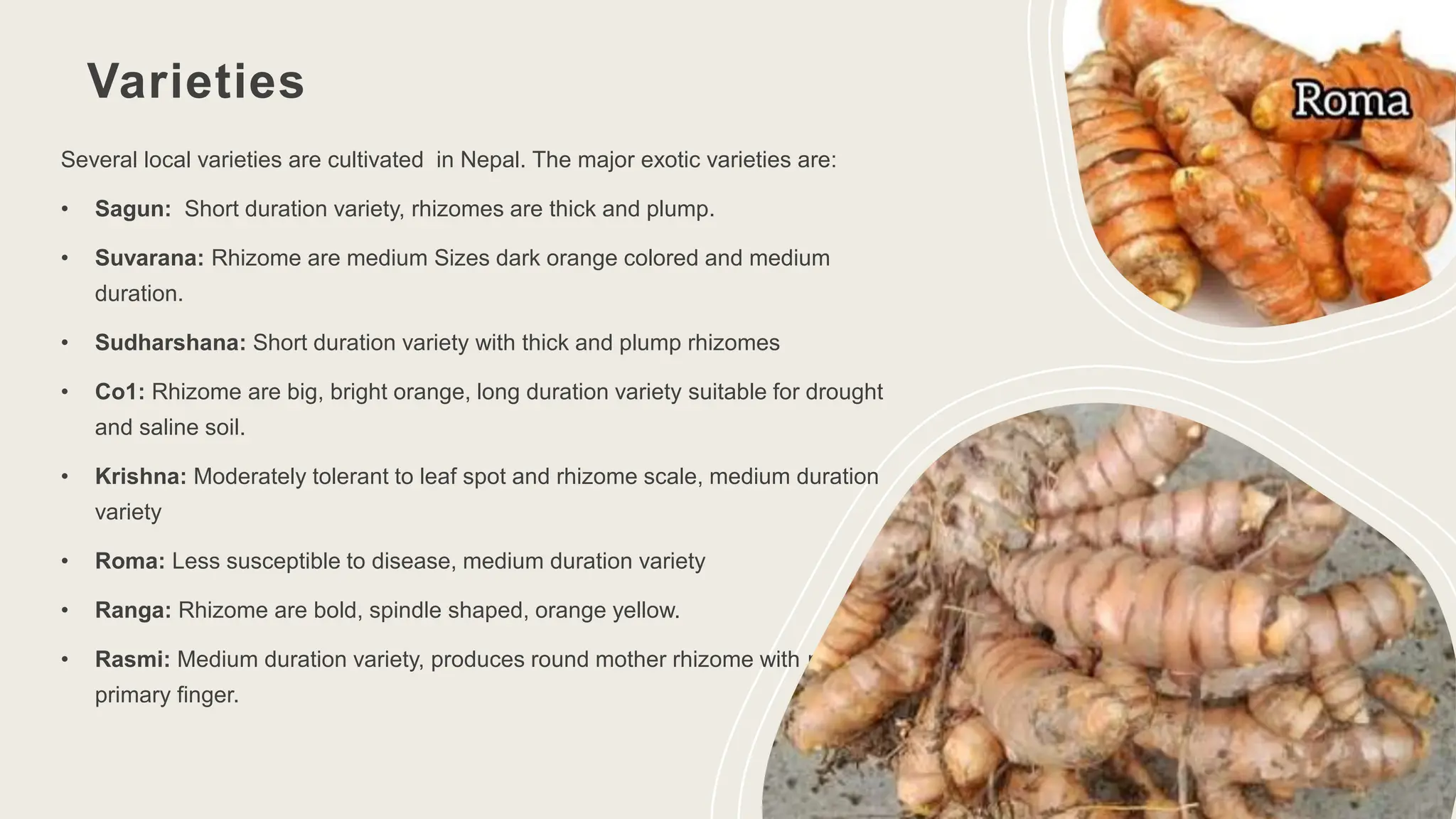 Varieties
5
Several local varieties are cultivated in Nepal. The major exotic varieties are:
• Sagun: Short duration variety, rhizomes are thick and plump.
• Suvarana: Rhizome are medium Sizes dark orange colored and medium
duration.
• Sudharshana: Short duration variety with thick and plump rhizomes
• Co1: Rhizome are big, bright orange, long duration variety suitable for drought
and saline soil.
• Krishna: Moderately tolerant to leaf spot and rhizome scale, medium duration
variety
• Roma: Less susceptible to disease, medium duration variety
• Ranga: Rhizome are bold, spindle shaped, orange yellow.
• Rasmi: Medium duration variety, produces round mother rhizome with plumpy
primary finger.
 