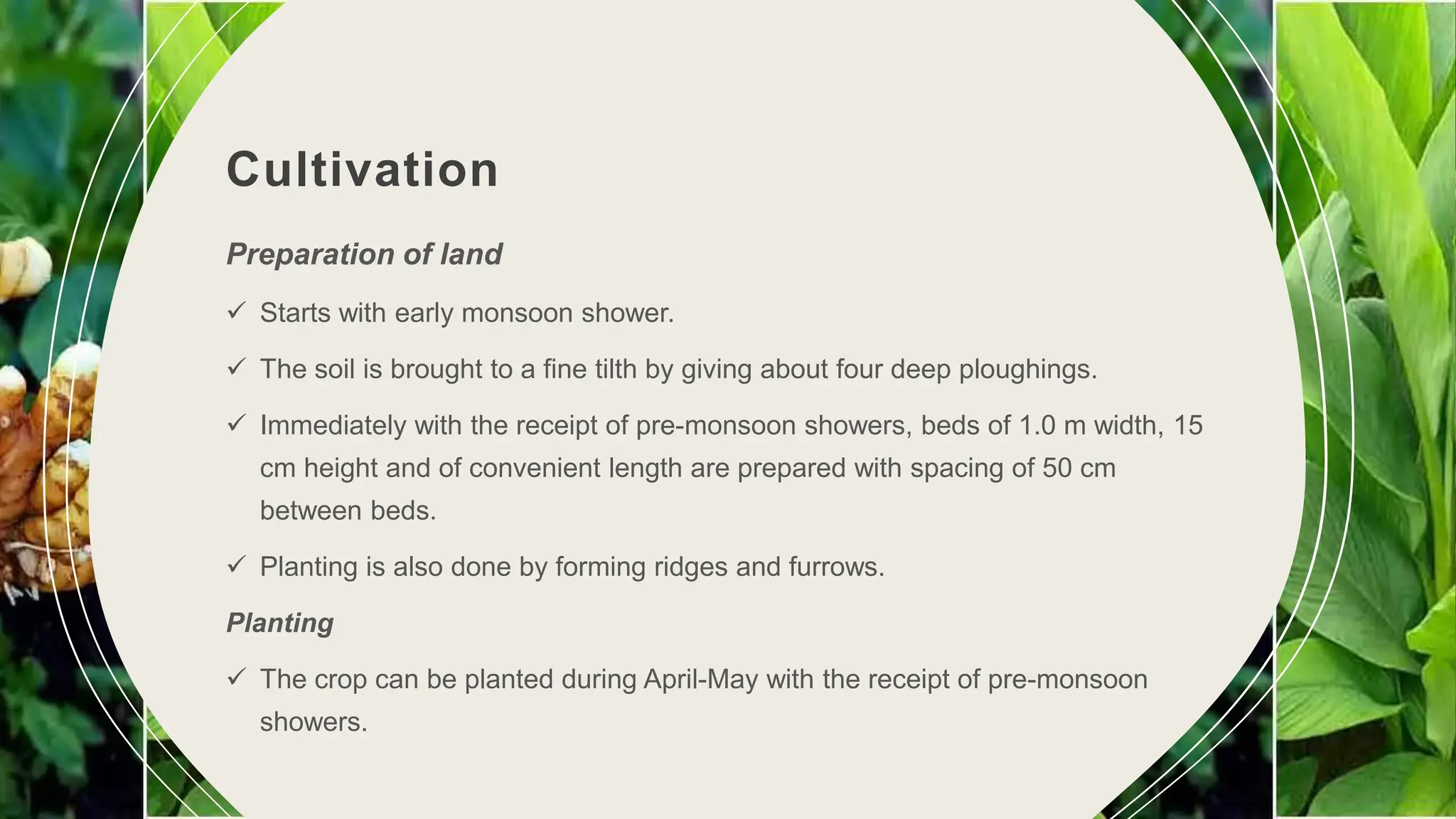 Cultivation
6
Preparation of land
 Starts with early monsoon shower.
 The soil is brought to a fine tilth by giving about four deep ploughings.
 Immediately with the receipt of pre-monsoon showers, beds of 1.0 m width, 15
cm height and of convenient length are prepared with spacing of 50 cm
between beds.
 Planting is also done by forming ridges and furrows.
Planting
 The crop can be planted during April-May with the receipt of pre-monsoon
showers.
 
