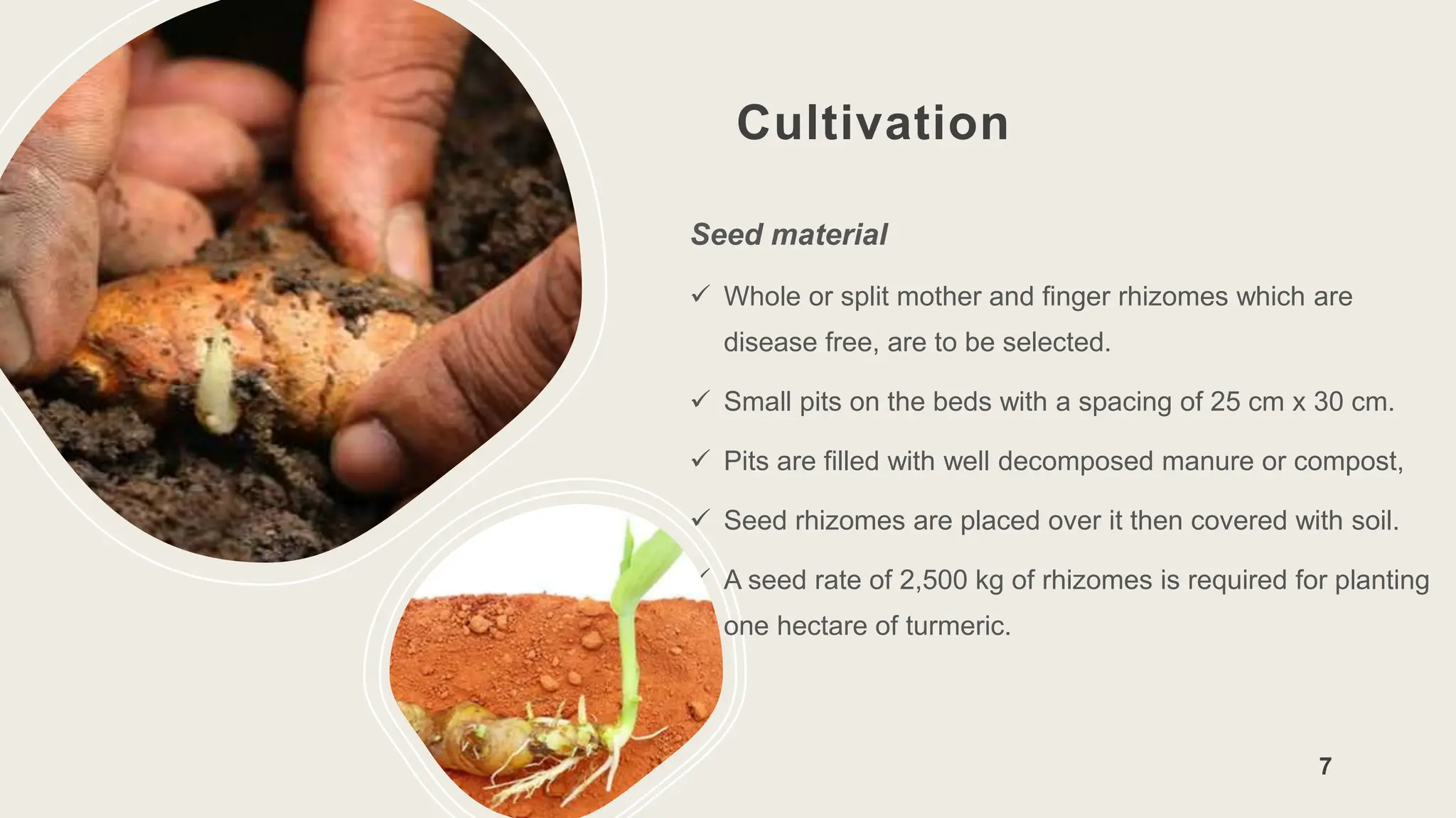 Cultivation
Seed material
 Whole or split mother and finger rhizomes which are
disease free, are to be selected.
 Small pits on the beds with a spacing of 25 cm x 30 cm.
 Pits are filled with well decomposed manure or compost,
 Seed rhizomes are placed over it then covered with soil.
 A seed rate of 2,500 kg of rhizomes is required for planting
one hectare of turmeric.
7
 