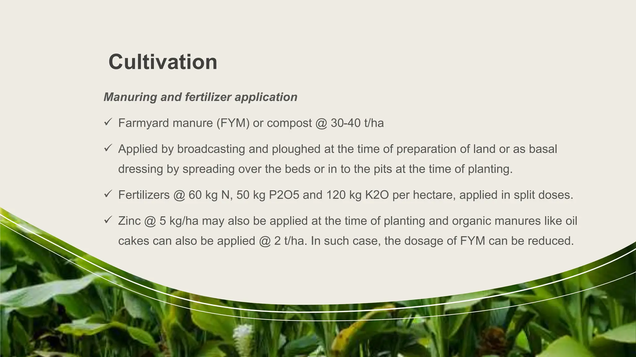 Cultivation
Manuring and fertilizer application
 Farmyard manure (FYM) or compost @ 30-40 t/ha
 Applied by broadcasting and ploughed at the time of preparation of land or as basal
dressing by spreading over the beds or in to the pits at the time of planting.
 Fertilizers @ 60 kg N, 50 kg P2O5 and 120 kg K2O per hectare, applied in split doses.
 Zinc @ 5 kg/ha may also be applied at the time of planting and organic manures like oil
cakes can also be applied @ 2 t/ha. In such case, the dosage of FYM can be reduced.
Sample Footer Text 2/3/20XX 8
 
