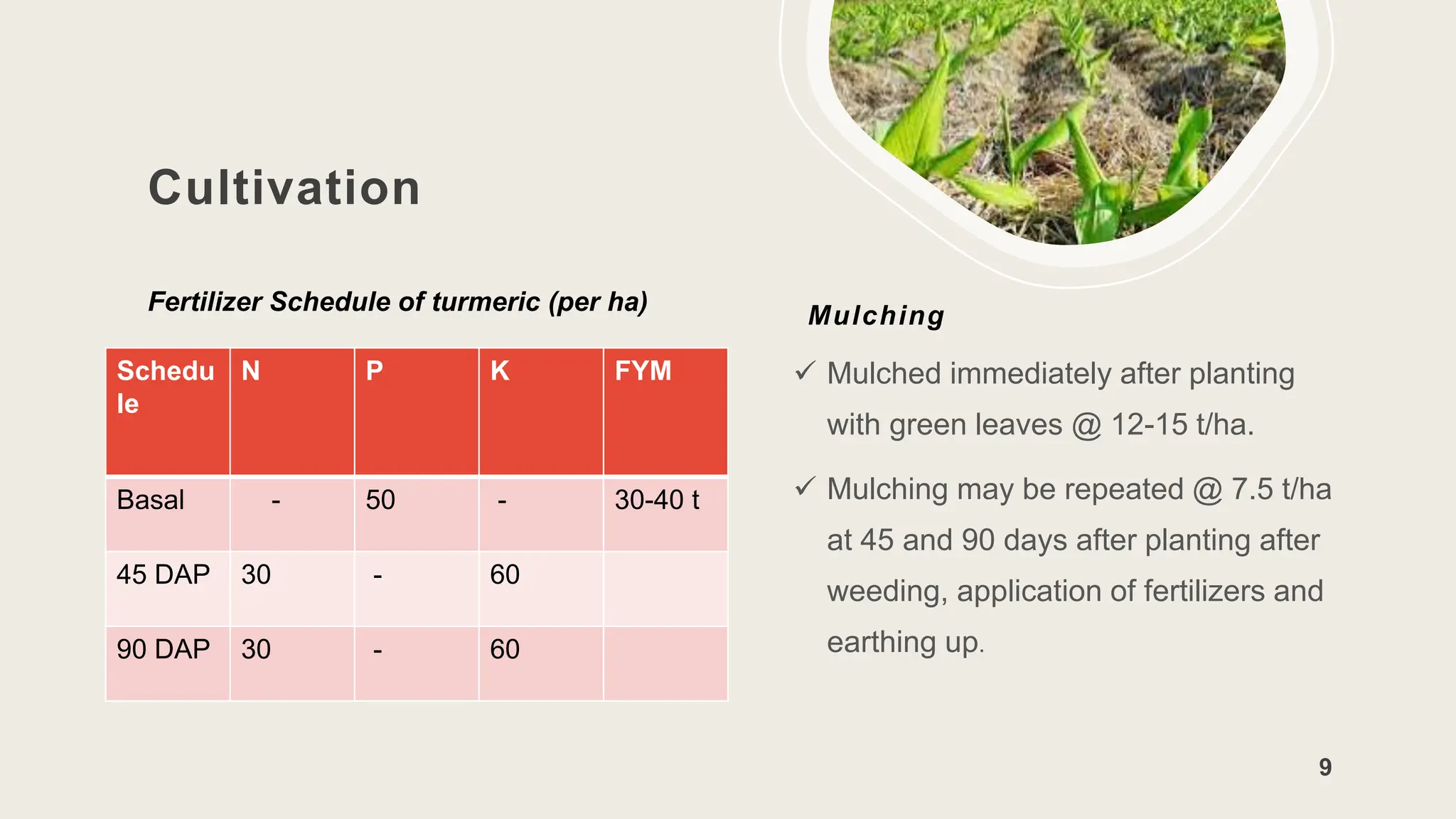 Cultivation
Fertilizer Schedule of turmeric (per ha)
Mulching
 Mulched immediately after planting
with green leaves @ 12-15 t/ha.
 Mulching may be repeated @ 7.5 t/ha
at 45 and 90 days after planting after
weeding, application of fertilizers and
earthing up.
9
Schedu
le
N P K FYM
Basal - 50 - 30-40 t
45 DAP 30 - 60
90 DAP 30 - 60
 