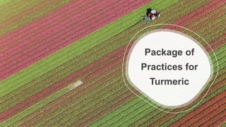 Package of
Practices for
Turmeric
 