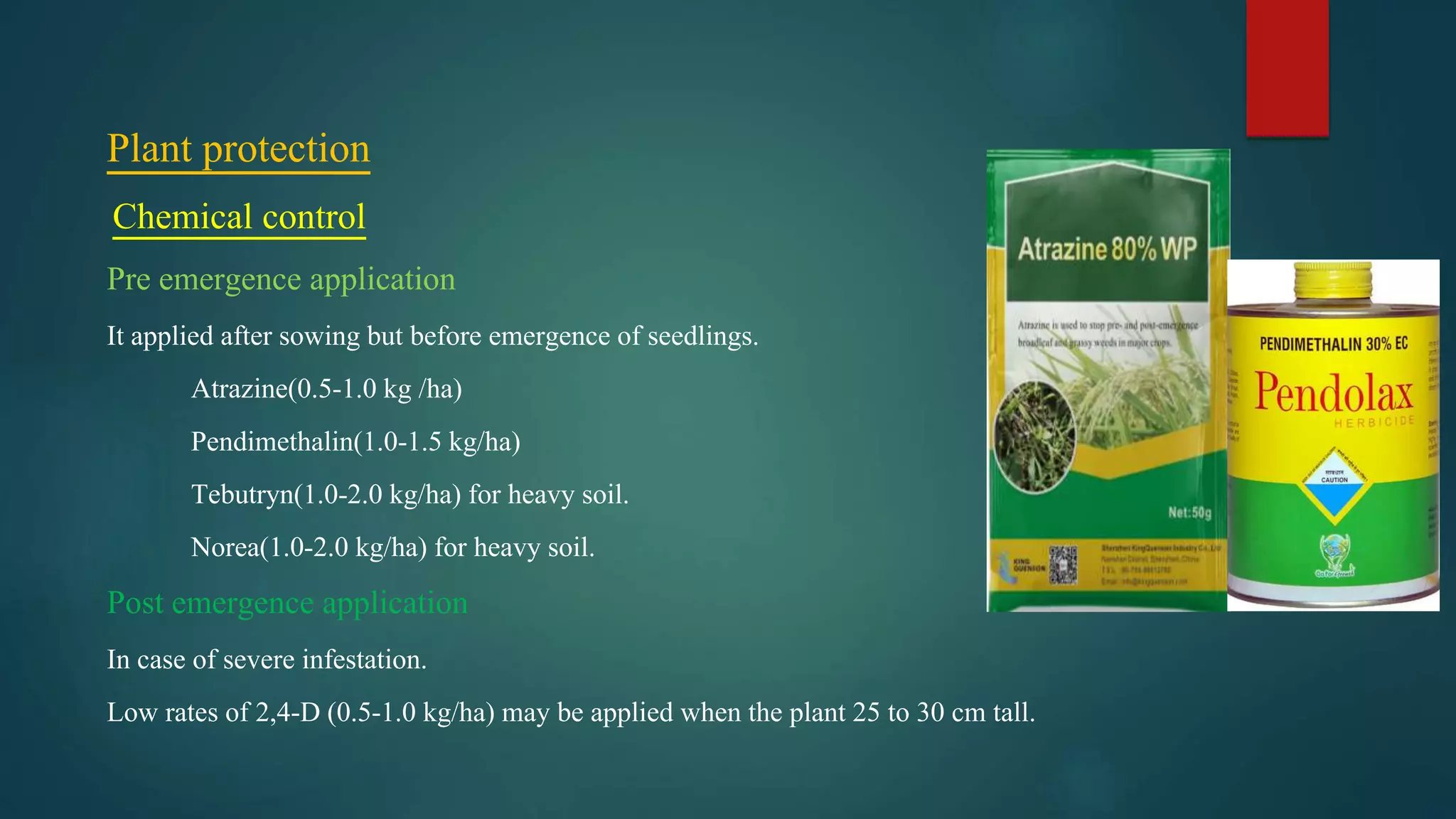 Plant protection
Chemical control
Pre emergence application
It applied after sowing but before emergence of seedlings.
Atrazine(0.5-1.0 kg /ha)
Pendimethalin(1.0-1.5 kg/ha)
Tebutryn(1.0-2.0 kg/ha) for heavy soil.
Norea(1.0-2.0 kg/ha) for heavy soil.
Post emergence application
In case of severe infestation.
Low rates of 2,4-D (0.5-1.0 kg/ha) may be applied when the plant 25 to 30 cm tall.
 