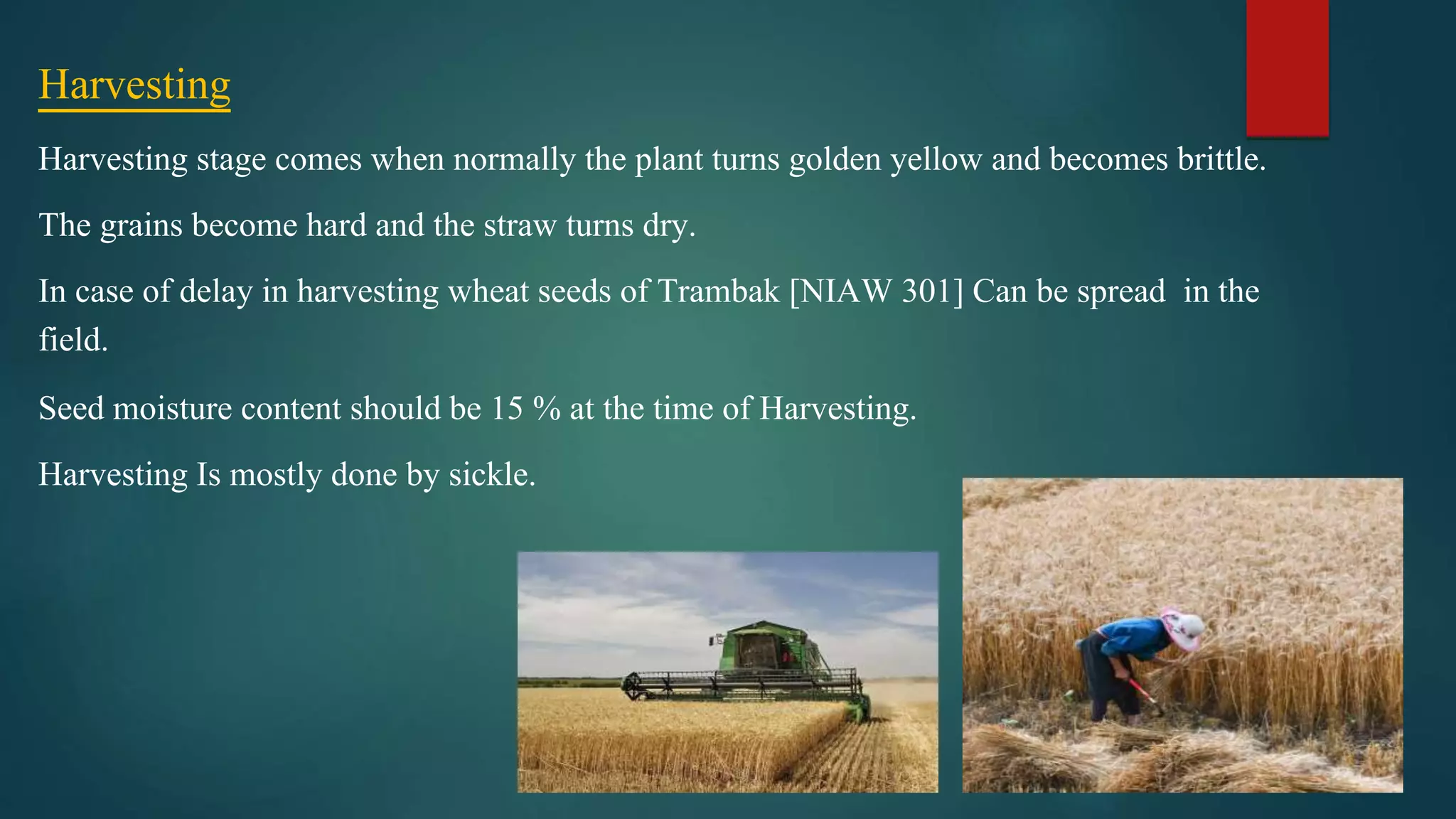Harvesting
Harvesting stage comes when normally the plant turns golden yellow and becomes brittle.
The grains become hard and the straw turns dry.
In case of delay in harvesting wheat seeds of Trambak [NIAW 301] Can be spread in the
field.
Seed moisture content should be 15 % at the time of Harvesting.
Harvesting Is mostly done by sickle.
 