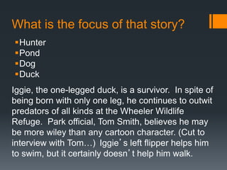 What is the focus of that story? 
Hunter 
Pond 
Dog 
Duck 
Iggie, the one-legged duck, is a survivor. In spite of 
being born with only one leg, he continues to outwit 
predators of all kinds at the Wheeler Wildlife 
Refuge. Park official, Tom Smith, believes he may 
be more wiley than any cartoon character. (Cut to 
interview with Tom…) Iggie’s left flipper helps him 
to swim, but it certainly doesn’t help him walk. 
 