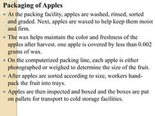 Packaging of Apples 
 At the packing facility, apples are washed, rinsed, sorted 
and graded. Next, apples are waxed to help keep them moist 
and firm. 
 The wax helps maintain the color and freshness of the 
apples after harvest. one apple is covered by less than 0.002 
grams of wax. 
 On the computerized packing line, each apple is either 
photographed or weighed to determine the size of the fruit. 
 After apples are sorted according to size, workers hand-pack 
the fruit into trays. 
 Apples are then inspected and boxed and the boxes are put 
on pallets for transport to cold storage facilities. 
 