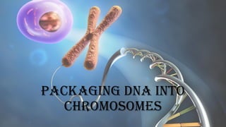 Packaging DNA into
Chromosomes
 
