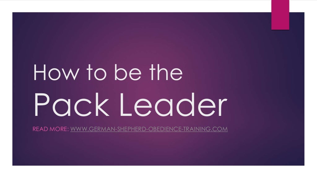 How to be the Pack Leader (Dog Training)