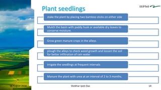 Plant seedlings
18 August 2018 Shekhar Jyoti Das 14
stake the plant by placing two bamboo sticks on either side
Mulch the basin with paddy husk or available dry leaves to
conserve moisture.
Grow green manure crops in the alleys.
plough the alleys to check weed growth and loosen the soil
for better infiltration of rain water
Irrigate the seedlings at frequent intervals
Manure the plant with urea at an interval of 2 to 3 months.
 