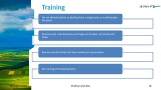 Training
18 August 2018 Shekhar Jyoti Das 18
Do not allow branches to develop from a single point as it will weaken
the plant.
Remove criss cross branches and Twigs out of place, off shoots and
twigs.
Remove also branches that have tendency to grow down
No training after bearing starts.
 