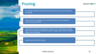 Pruning
18 August 2018 Shekhar Jyoti Das 19
Pruning for production should be done every year, after 15 to 20 days of
harvesting
Prune all lower, hanging & criss crossing branches up to a height of 1
meter from ground level
Branches that arise at wrong places, weak and un fruiting shoots / twigs,
dead, dried, diseased and broken branches /twigs, water suckers left over
flower and fruits stalks.
should not be pruned in winter
 