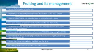 Fruiting and its management
18 August 2018 Shekhar Jyoti Das 24
Harvest the fruits using harvesting aids
Depending up on the variety, season and place of cultivation, it takes 100 – 120 days
Maturity index of mango fruit is decided based on purpose for which it is used
Raw green mangoes for pickle and amchur are harvested at ¾ of the maturity
For domestic markets like Delhi, Kanpur, Calcutta etc. completely matured fruits but still
green and hard are harvested
For sea export - fully matured green and hard fruits of 90-100 days age having 7 to 9% TSS
For air transport - fully matured light green fruit with white dots having 100 -105 days age
and 9 to 10 percent TSS.
Harvest fruits in the morning before 9to 10 AM and after 4PM
Do not keep the harvested fruits in the sun or in the bare soil
 