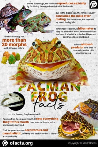 Pacman frog facts