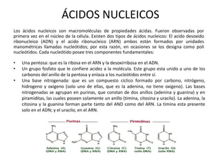 ÁCIDOS NUCLEICOS
Los ácidos nucleicos son macromoléculas de propiedades ácidas. Fueron observadas por
primera vez en el núcleo de la célula. Existen dos tipos de ácidos nucleicos: El acido desoxido
ribonucleico (ADN) y el acido ribonucleico (ARN) ambos están formados por unidades
manométricas llamadas nucleótidos; por esta razón, en ocasiones se los designa como poli
nucleótidos. Cada nucleótido posee tres componentes fundamentales:
• Una pentosa: que es la ribosa en el ARN y la desoxirribosa en el ADN.
• Un grupo fosfato que le confiere acidez a la molécula. Este grupo esta unido a uno de los
carbonos del anillo de la pentosa y enlaza a los nucleótidos entre sí.
• Una base nitrogenada: que es un compuesto cíclico formado por carbono, nitrógeno,
hidrogeno y oxigeno (solo uno de ellas, que es la adenina, no tiene oxigeno). Las bases
nitrogenadas se agrupan en purinas, que constan de dos anillos (adenina y guanina) y en
piramiditas, las cuales poseen solamente un anillo (timina, citosina y uracilo). La adenina, la
citosina y la guanina forman parte tanto del AND como del ARN. La timina esta presente
solo en el ADN; y el uracilo, en el ARN.
 