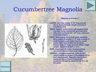 Cucumbertree Magnolia
                                    (Magnolia acuminata L.)

                      LEAVES: Alternate, simple, 4"-12" long, smooth
                          above, downy beneath; margins smooth or
                          sometimes wavy.
                      TWIGS: Reddish brown, shiny, with peppery smell
                          and taste. Buds covered with greenish white
                          silky hairs; end buds 1/2"- 3/4" long. Leaf scars
                          horseshoe shaped.
                      FRUIT: When young, like a small green cucumber.
                          When mature in autumn, 3"-4" long, a cluster of
                          small red pods, each containing two scarlet
                          seeds; often remains attached all winter.
                          Flowers large (3" long), greenish yellow, single,
                          upright; appear from April to June.
                      BARK: Gray-brown to brown, developing long,
                          narrow furrows and loose scaly ridges.
                      GENERAL: A medium-sized tree, native to rich
                          upland woods and slopes in the western half of
                          the Commonwealth. Magnolia wood is used
                          mainly for interior finish, furniture and
                          containers. Songbirds, squirrels and mice eat
                          the seeds.

Glossary
 
