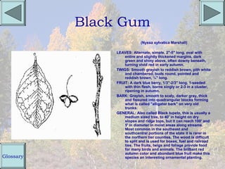 Black Gum
                            (Nyssa sylvatica Marshall)

               LEAVES: Alternate, simple, 2"-5" long, oval with
                   entire and slightly thickened margins, dark
                   green and shiny above, often downy beneath,
                   turning vivid red in early autumn.
               TWIGS: Smooth grayish to reddish brown, pith white
                   and chambered, buds round, pointed and
                   reddish brown, ¼" long.
               FRUIT: A dark blue berry, 1/3"-2/3" long, 1-seeded
                   with thin flesh, borne singly or 2-3 in a cluster,
                   ripening in autumn.
               BARK: Grayish, smooth to scaly, darker gray, thick
                   and fissured into quadrangular blocks forming
                   what is called "alligator bark" on very old
                   trunks.
               GENERAL: Also called Black tupelo, this is usually a
                   medium sized tree, to 40' in height on dry
                   slopes and ridge tops, but it can reach 100' and
                   5' in diameter in moist areas along streams.
                   Most common in the southeast and
                   southcentral portions of the state it is rarer in
                   the northern tier counties. The wood is difficult
                   to split and is used for boxes, fuel and railroad
                   ties. The fruits, twigs and foliage provide food
                   for many birds and animals. The brilliant red
                   autumn color and abundant blue fruit make this
Glossary           species an interesting ornamental planting.
 