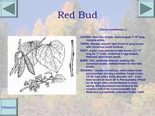 Red Bud
                             (Cercis canadensis L.)

              LEAVES: Alternate, simple, heart-shaped, 3"-5" long,
                  margins entire.
              TWIGS: Slender, smooth light brown to gray-brown,
                  with numerous small lenticels.
              FRUIT: A pod, rose-colored to light brown, 2½"-3"
                  long by ½" wide, containing 6 egg-shaped,
                  flattened, light brown seeds.
              BARK: Thin, shallowly fissured, peeling into
                  numerous scales, reddish-brown to very dark
                  brown.
              GENERAL: Usually a small tree, with a short trunk
                  and branches forming a shallow, broad crown,
                  15'-20' high with a trunk diameter of 6", it has
                  been known to reach 30' in Pennsylvania. Prized
                  for its bright rose-colored flowers in early
                  spring. Wild populations are limited to the
                  southern half of the Commonwealth, but
                  Redbud is successfully cultivated further north.




Glossary
 