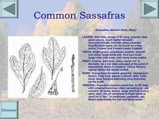Common Sassafras
                             (Sassafras albidum (Nutt.) Nees)

                   LEAVES: Alternate, simple 4"-6" long, smooth, dark
                       green above, much lighter beneath,
                       characteristically aromatic when crushed.
                       Usually three types can be found on a tree:
                       entire, 2-lobed and 3-lobed (rarely 5-lobed).
                   TWIGS: Bright green, sometimes reddish, smooth
                       and shiny; large white pith. End bud much
                       larger than side ones, with many loose scales.
                   FRUIT: A berry, dark blue, shiny, about 1/2" in
                       diameter, on a red stem enlarged at the point of
                       attachment; borne in clusters. Yellow flowers
                       appear before the leaves unfold.
                   BARK: Young trees furrowed, greenish, changing to
                       brown; inner bark salmon colored; older trees
                       show deep fissures extending long distances
                       up the trunk.
                   GENERAL: A small to medium-sized tree, to 50' high,
                       with crooked branches; often spreading by root
                       suckers. Its roots, leaves, twigs and fruit have a
                       spicy odor; the oil contained in these parts is
                       used for a "tea," in medicines, perfumes, etc.
                       Wood used chiefly for fuel and fence posts.



Glossary
 