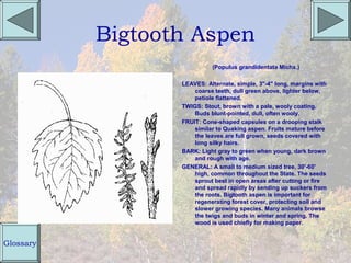 Bigtooth Aspen
                            (Populus grandidentata Michx.)

                  LEAVES: Alternate, simple, 3"-4" long, margins with
                      coarse teeth, dull green above, lighter below,
                      petiole flattened.
                  TWIGS: Stout, brown with a pale, wooly coating.
                      Buds blunt-pointed, dull, often wooly.
                  FRUIT: Cone-shaped capsules on a drooping stalk
                      similar to Quaking aspen. Fruits mature before
                      the leaves are full grown, seeds covered with
                      long silky hairs.
                  BARK: Light gray to green when young, dark brown
                      and rough with age.
                  GENERAL: A small to medium sized tree, 30'-60'
                      high, common throughout the State. The seeds
                      sprout best in open areas after cutting or fire
                      and spread rapidly by sending up suckers from
                      the roots. Bigtooth aspen is important for
                      regenerating forest cover, protecting soil and
                      slower growing species. Many animals browse
                      the twigs and buds in winter and spring. The
                      wood is used chiefly for making paper.


Glossary
 