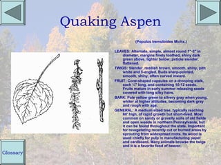 Quaking Aspen
                             (Populus tremuloides Michx.)

                  LEAVES: Alternate, simple, almost round 1"-3" in
                      diameter, margins finely toothed, shiny dark
                      green above, lighter below; petiole slender,
                      flattened.
                  TWIGS: Slender, reddish brown, smooth, shiny, pith
                      white and 5-angled. Buds sharp-pointed,
                      smooth, shiny, often curved inward.
                  FRUIT: Cone-shaped capsules on a drooping stalk,
                      each ¼" long, and containing 10-12 seeds.
                      Fruits mature in early summer releasing seeds
                      covered with long silky hairs.
                  BARK: Pale yellow green to silvery gray when young,
                      whiter at higher altitudes, becoming dark gray
                      and rough with age.
                  GENERAL: A medium sized tree, typically reaching
                      60' high, of rapid growth but short-lived. Most
                      common on sandy or gravelly soils of old fields
                      and open woods in northern Pennsylvania, but
                      it can be found throughout the state. Important
                      for revegetating recently cut or burned areas by
                      sprouting from widespread roots. Its wood is
                      used chiefly for pulp in manufacturing paper
                      and cardboard. Many animals browse the twigs
                      and it is a favorite food of beaver.
Glossary
 