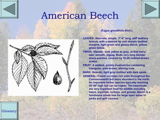 American Beech
                                (Fagus grandifolia Ehrh.)

                  LEAVES: Alternate, simple, 3"-4" long, stiff leathery
                      texture, with a tapered tip and sharply toothed
                      margins, light green and glossy above, yellow
                      green below.
                  TWIGS: Slender, dark yellow to gray, at first hairy,
                      later smooth, zigzag. Buds very long slender
                      sharp-pointed, covered by 10-20 reddish-brown
                      scales.
                  FRUIT: A stalked, prickly 4-valved bur containing
                      triangular, pale brown, shining nuts.
                  BARK: Smooth, light gray mottled with dark spots.
                  GENERAL: Found on moist rich soils throughout the
                      Commonwealth but more abundant in the north.
                      An important timber species typically reaching
                      50'-60' high but can be higher. The beechnuts
                      are very important food for wildlife including
                      bears, squirrels, turkeys, and grouse. Beech is a
                      handsome shade tree for large open areas in
                      parks and golf courses.



Glossary
 