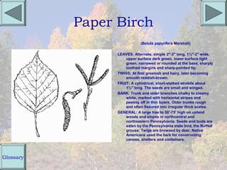 Paper Birch
                             (Betula papyrifera Marshall)

                 LEAVES: Alternate, simple 2"-3" long, 1½"-2" wide,
                     upper surface dark green, lower surface light
                     green, narrowed or rounded at the base, sharply
                     toothed margins and sharp-pointed tip.
                 TWIGS: At first greenish and hairy, later becoming
                     smooth reddish-brown.
                 FRUIT: A cylindrical, short-stalked strobile about
                     1½" long. The seeds are small and winged.
                 BARK: Trunk and older branches chalky to creamy
                     white, marked with horizontal stripes and
                     peeling off in thin layers. Older trunks rough
                     and often fissured into irregular thick scales.
                 GENERAL: A large tree to 50'-75' high on upland
                     woods and slopes in northcentral and
                     northeastern Pennsylvania. Seeds and buds are
                     eaten by the Pennsylvania state bird, the Ruffed
                     grouse. Twigs are browsed by deer. Native
                     Americans used the bark for constructing
                     canoes, shelters and containers.



Glossary
 