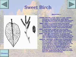 Sweet Birch
                                     (Betula lenta L.)

                 LEAVES: Alternate, simple, about 3½" long, unevenly
                     sawtoothed, dull green above, yellow-green
                     beneath with some white hairs where the veins join
                     the midrib. The leaf base is usually heart-shaped.
                 TWIGS: Green and somewhat downy when young,
                     becoming reddish-brown, smooth and shiny. They
                     have a strong wintergreen flavor and smell. Buds
                     reddish brown, conical, sharp-pointed and shiny.
                 FRUIT: A very small, winged nut. As in the other
                     birches, nuts together with small scales, form a
                     cone-like structure, (the strobile), about 1½" long.
                 BARK: Tight, dark reddish brown on younger trees,
                     marked with horizontal lines of pale lenticels and
                     often resembles the bark of young Black cherry. On
                     older trees the bark breaks into large black plates.
                 GENERAL: Also known as Black birch or Cherry birch,
                     this tree normally attains heights of 50 to 60 feet
                     and is found on a variety of sites from rich fertile
                     lowlands to rocky ridges throughout the state. The
                     heavy, hard, strong wood is used for furniture,
                     boxes, and fuelwood. Distillation of the bark and
                     twigs produces an oil sold as a substitute for
                     wintergreen. Fermented sap can be used to make
                     birch beer. Ruffed grouse feed on buds and seeds,
                     deer and rabbits browse the twigs.
Glossary
 