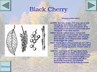 Black Cherry
                                (Prunus serotina Ehrh.)

                 LEAVES: Alternate, simple, 2"-5" long, narrow with
                     tapering tip, shiny above, paler below and
                     usually with one or more small glands at the
                     base; margins with short in-curved teeth which
                     distinguish it from other cherries.
                 TWIGS: Smooth, reddish brown, marked with
                     numerous pale, round lenticels; often covered
                     with a thin gray coating which rubs off easily.
                     Buds smooth, shiny, sharp-pointed, reddish
                     brown tinged with green.
                 FRUIT: Round, black with a purplish tint, 1/3" -1/2" in
                     diameter, containing a single round, stony seed.
                     Arranged in hanging clusters. Flowers white, in
                     June.
                 GENERAL: Commonly 50'-75' high, Black cherry
                     grows throughout the State. It thrives best in
                     fertile alluvial soil but also grows on dry slopes.
                     The hard reddish-brown wood is highly prized
                     for quality furniture and interior trim. Many
                     game birds, song birds, and mammals,
                     including black bear, eat the fruits and seeds.

Glossary
 