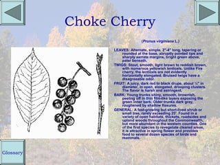 Choke Cherry
                                (Prunus virginiana L.)

                 LEAVES: Alternate, simple, 2"-4" long, tapering or
                     rounded at the base, abruptly pointed tips and
                     sharply serrate margins, bright green above,
                     paler beneath.
                 TWIGS: Stout, smooth, light brown to reddish brown,
                     with numerous yellowish lenticels. Unlike Fire
                     cherry, the lenticels are not evidently
                     horizontally elongated. Bruised twigs have a
                     disagreeable odor.
                 FRUIT: A juicy, dark red to black drupe, about ½" in
                     diameter, in open, elongated, drooping clusters.
                     The flavor is harsh and astringent.
                 BARK: Young trunks shiny, smooth, brownish,
                     peeling off in thin film-like layers exposing the
                     green inner bark. Older trunks dark gray,
                     roughened by shallow fissures.
                 GENERAL: A fast-growing but short-lived shrub or
                     small tree, rarely exceeding 25'. Found in a
                     variety of open habitats, thickets, roadsides and
                     upland woods throughout the Commonwealth,
                     but more abundant in the western counties. One
                     of the first species to revegetate cleared areas,
                     it is attractive in spring flower and provides
                     food to several dozen species of birds and
                     mammals.



Glossary
 