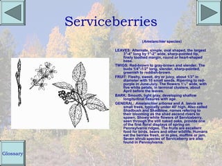 Serviceberries
                                 (Amelanchier species)

                  LEAVES: Alternate, simple, oval shaped, the largest
                      3"-4" long by 1"-2" wide, sharp-pointed tip,
                      finely toothed margin, round or heart-shaped
                      base.
                  TWIGS: Red-brown to gray-brown and slender. The
                      buds 1/4"-1/2" long, slender, sharp-pointed,
                      greenish to reddish-brown.
                  FRUIT: Fleshy, sweet, dry or juicy, about 1/3" in
                      diameter with 10 small seeds. Ripening to red-
                      purple in June-July. The flowers 1¼" wide, with
                      five white petals, in terminal clusters, about
                      April before the leaves.
                  BARK: Smooth, light gray, developing shallow
                      longitudinal fissures with age.
                  GENERAL: Amelanchier arborea and A. laevis are
                      small trees, typically under 40' high. Also called
                      Shadbush and Shadblow, names refering to
                      their blooming as the shad ascend rivers to
                      spawn. Showy white flowers of Serviceberry,
                      seen through the still naked oaks, provide one
                      of the first floral displays of spring on
                      Pennsylvania ridges. The fruits are excellent
                      food for birds, bears and other wildlife. Humans
                      eat the berries fresh, or in pies, muffins or jam.
                      Seven shrub species of Serviceberry are also
                      found in Pennsylvania.


Glossary
 