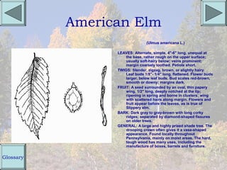 American Elm
                                (Ulmus americana L.)

                 LEAVES: Alternate, simple, 4"-6" long, unequal at
                     the base, rather rough on the upper surface;
                     usually soft-hairy below; veins prominent;
                     margin coarsely toothed. Petiole short.
                 TWIGS: Slender, zigzag, brown, or slightly hairy.
                     Leaf buds 1/8"- 1/4" long, flattened. Flower buds
                     larger, below leaf buds. Bud scales red-brown,
                     smooth or downy; margins dark.
                 FRUIT: A seed surrounded by an oval, thin papery
                     wing, 1/2" long, deeply notched at the tip;
                     ripening in spring and borne in clusters; wing
                     with scattered hairs along margin. Flowers and
                     fruit appear before the leaves, as is true of
                     Slippery elm.
                 BARK: Dark gray to gray-brown with long corky
                     ridges; separated by diamond-shaped fissures
                     on older trees.
                 GENERAL: A large and highly prized shade tree. The
                     drooping crown often gives it a vase-shaped
                     appearance. Found locally throughout
                     Pennsylvania, mainly on moist areas. The hard,
                     tough wood has many uses, including the
                     manufacture of boxes, barrels and furniture.


Glossary
 