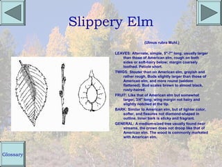 Slippery Elm
                                 (Ulmus rubra Muhl.)

                 LEAVES: Alternate, simple, 5"-7" long; usually larger
                     than those of American elm, rough on both
                     sides or soft-hairy below; margin coarsely
                     toothed. Petiole short.
                 TWIGS: Stouter than on American elm, grayish and
                     rather rough, Buds slightly larger than those of
                     American elm, and more round (seldom
                     flattened). Bud scales brown to almost black,
                     rusty-haired.
                 FRUIT: Like that of American elm but somewhat
                     larger, 3/4" long; wing margin not hairy and
                     slightly notched at the tip.
                 BARK: Similar to American elm, but of lighter color,
                     softer, and fissures not diamond-shaped in
                     outline. Inner bark is sticky and fragrant.
                 GENERAL: A medium-sized tree usually found near
                     streams, the crown does not droop like that of
                     American elm. The wood is commonly marketed
                     with American elm.



Glossary
 