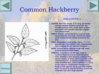 Common Hackberry
                                  (Celtis occidentalis L.)

                   LEAVES: Alternate, simple, 2"-4" long, tip slender-
                       pointed, margins toothed except near the
                       rounded unequal base, rough upper surface,
                       prominent veins beneath, leaf stem slightly
                       hairy and grooved.
                   TWIGS: Slender, somewhat shiny, brownish with
                       raised lenticels, pith white, chambered. Buds
                       small, sharp-pointed, closely pressed to the
                       twig.
                   FRUIT: Resembles a dark purple cherry, ¼"-½" in
                       diameter on a long slender stem, sweet but thin
                       flesh covering the pit, matures in autumn.
                   BARK: Grayish brown typically rough with warty
                       projections or irregular ridges.
                   GENERAL: A small tree 20'-35' high, larger in
                       southern Pennsylvania on moist limestone
                       soils. Hackberry often displays a disease that
                       causes clusters of short, dense branches called
                       "witches brooms". A second, smaller species,
                       Celtis tenuifolia Nutt., Dwarf Hackberry, is found
                       on dry slopes in southeastern Pennsylvania.
                       Fruits of both species are an important wildlife
Glossary               food. The wood is used for furniture, boxes and
                       containers but not in large quantity.
 