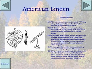 American Linden
                                    (Tilia americana L.)

                   LEAVES: Alternate, simple, heart-shaped, 4"-7" long,
                       shiny, dark green above, tufts of rusty hair
                       beneath, margins sharply toothed.
                   TWIGS: Green or reddish when young, turning
                       brownish-red, usually zigzag, buds deep red to
                       greenish usually lopsided with 2-3 visible
                       scales.
                   FRUIT: Nut-like, thick-shelled, downy, about the size
                       of a pea, borne in groups from a long stem
                       attached to narrow modified leaf called a bract.
                       The clustered fruit and bracts may remain on
                       the tree until late winter. Flowers yellowish-
                       white, fragrant.
                   BARK: Young trunks smooth, dark gray, breaking
                       into narrow scaly ridges on older trees.
                   GENERAL: A large tree usually found in mixture with
                       other hardwoods on moist, rich valley soils.
                       Wood used for a variety of products including
                       boxes venetian blinds, sashes, doors, picture
                       frames and furniture. Also called Basswood.


Glossary
 