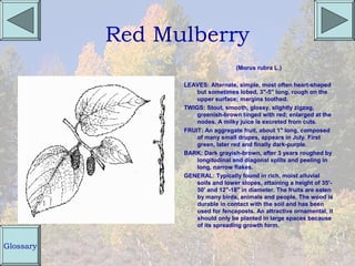Red Mulberry
                                   (Morus rubra L.)

                 LEAVES: Alternate, simple, most often heart-shaped
                     but sometimes lobed, 3"-5" long, rough on the
                     upper surface; margins toothed.
                 TWIGS: Stout, smooth, glossy, slightly zigzag,
                     greenish-brown tinged with red; enlarged at the
                     nodes. A milky juice is excreted from cuts.
                 FRUIT: An aggregate fruit, about 1" long, composed
                     of many small drupes, appears in July. First
                     green, later red and finally dark-purple.
                 BARK: Dark grayish-brown, after 3 years roughed by
                     longitudinal and diagonal splits and peeling in
                     long, narrow flakes.
                 GENERAL: Typically found in rich, moist alluvial
                     soils and lower slopes, attaining a height of 35'-
                     50' and 12"-18" in diameter. The fruits are eaten
                     by many birds, animals and people. The wood is
                     durable in contact with the soil and has been
                     used for fenceposts. An attractive ornamental, it
                     should only be planted in large spaces because
                     of its spreading growth form.


Glossary
 