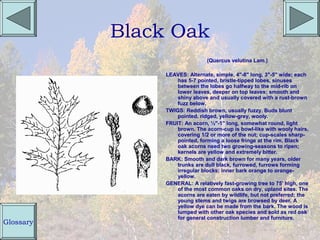 Black Oak
                                (Quercus velutina Lam.)

                LEAVES: Alternate, simple, 4"-8" long, 3"-5" wide; each
                    has 5-7 pointed, bristle-tipped lobes, sinuses
                    between the lobes go halfway to the mid-rib on
                    lower leaves, deeper on top leaves; smooth and
                    shiny above and usually covered with a rust-brown
                    fuzz below.
                TWIGS: Reddish brown, usually fuzzy. Buds blunt
                    pointed, ridged, yellow-grey, wooly.
                FRUIT: An acorn, ½"-1" long, somewhat round, light
                    brown. The acorn-cup is bowl-like with wooly hairs,
                    covering 1/2 or more of the nut; cup-scales sharp-
                    pointed, forming a loose fringe at the rim. Black
                    oak acorns need two growing-seasons to ripen;
                    kernels are yellow and extremely bitter.
                BARK: Smooth and dark brown for many years, older
                    trunks are dull black, furrowed, furrows forming
                    irregular blocks; inner bark orange to orange-
                    yellow.
                GENERAL: A relatively fast-growing tree to 75' high, one
                    of the most common oaks on dry, upland sites. The
                    acorns are eaten by wildlife, but not preferred; the
                    young stems and twigs are browsed by deer. A
                    yellow dye can be made from the bark. The wood is
                    lumped with other oak species and sold as red oak
                    for general construction lumber and furniture.
Glossary
 