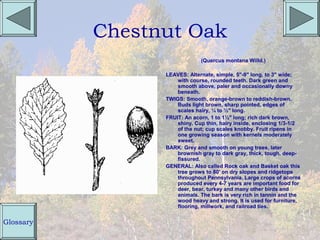 Chestnut Oak
                              (Quercus montana Willd.)

                 LEAVES: Alternate, simple, 5"-9" long, to 3" wide;
                     with course, rounded teeth. Dark green and
                     smooth above, paler and occasionally downy
                     beneath.
                 TWIGS: Smooth, orange-brown to reddish-brown.
                     Buds light brown, sharp pointed, edges of
                     scales hairy, ¼ to ½" long.
                 FRUIT: An acorn, 1 to 1½" long; rich dark brown,
                     shiny. Cup thin, hairy inside, enclosing 1/3-1/2
                     of the nut; cup scales knobby. Fruit ripens in
                     one growing season with kernels moderately
                     sweet.
                 BARK: Grey and smooth on young trees, later
                     brownish gray to dark gray, thick, tough, deep-
                     fissured.
                 GENERAL: Also called Rock oak and Basket oak this
                     tree grows to 80' on dry slopes and ridgetops
                     throughout Pennsylvania. Large crops of acorns
                     produced every 4-7 years are important food for
                     deer, bear, turkey and many other birds and
                     animals. The bark is very rich in tannin and the
                     wood heavy and strong. It is used for furniture,
                     flooring, millwork, and railroad ties.


Glossary
 