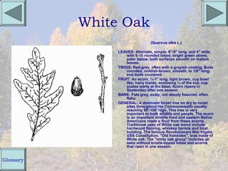 White Oak
                                 (Quercus alba L.)

                LEAVES: Alternate, simple, 6"-9" long, and 4" wide,
                    with 6-10 rounded lobes; bright green above,
                    paler below, both surfaces smooth on mature
                    leaves.
                TWIGS: Red-grey, often with a grayish coating. Buds
                    rounded, reddish-brown, smooth, to 1/8" long;
                    end buds clustered.
                FRUIT: An acorn, ¾-1" long, light brown, cup bowl
                    like, hairy inside, enclosing ¼ of the nut; cup
                    scales warty at the base. Acorn ripens in
                    September after one season.
                BARK: Pale grey, scaly, not deeply fissured, often
                    flaky.
                GENERAL: A dominant forest tree on dry to moist
                    sites throughout the Commonwealth usually
                    reaching 80'-100' high. This tree is very
                    important to both wildlife and people. The acorn
                    is an important wildlife food and eastern Native
                    Americans made a flour from these acorns.
                    Traditional uses of White oak wood include
                    hardwood flooring, whiskey barrels and boat
                    building. The famous Revolutionary War frigate,
                    USS Constitution, "Old Ironsides", was made of
                    White oak. The "white oak group" includes all
                    oaks without bristle-tipped lobes and acorns
                    that ripen in one season.


Glossary
 