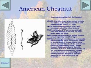 American Chestnut
                         (Castanea dentata (Marshall) Borkhaussen)

                    LEAVES: Alternate, simple, sharp-pointed at the tip
                        and toothed on the margins; smooth on both
                        upper and lower sides, 6"-11" long.
                    TWIGS: Stout smooth greenish to brown, with
                        numerous small, white, raised lenticels.
                    FRUIT: A prickly bur 2"-3" across, containing 2-3
                        nuts. Nuts, flattened on one side, are shiny
                        brown, sweet and edible.
                    BARK: Dark brown and thick with shallow irregular
                        furrows separating broad flat ridges.
                    GENERAL: Formerly the most common and arguably
                        the most valuable tree in Pennsylvania for both
                        its wood and nuts. It now persists as stump
                        sprouts and small trees due to the bark disease
                        commonly called chestnut blight. Chinese
                        chestnut, (Castanea mollissima Blume) is
                        planted for its 1" nuts. Its leaves are shorter, up
                        to 6" long and pubescent beneath. Chinese
                        chestnut is resistant to chestnut blight and
                        breeding programs designed to bring this
                        resistence into American chestnut are
                        underway.



Glossary
 