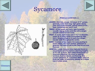 Sycamore
                             (Platanus occidentalis L.)

               LEAVES: Alternate, simple, 3-5 lobed, 4"-7" across,
                   generally wider than long, light green above,
                   paler and wooly beneath, petiole hollow at the
                   base, enclosing next year's bud.
               TWIGS: At first green and hairy, later brownish,
                   smooth, zigzag, buds cone-like with a single,
                   smooth reddish brown scale.
               FRUIT: A round, light brown ball 1"-1¼" in diameter,
                   made up of many seeds surrounded by silky
                   hairs, hanging singly or in pairs by a tough,
                   slender stalk throughout the winter.
               BARK: Consists of two layers, the outer peeling in
                   brown flakes, the inner whitish, yellowish or
                   greenish, the base of old trunks dark brown and
                   fissured.
               GENERAL: Large, massive trees typically found on
                   streambanks and floodplains attaining heights
                   of 70'-125' or more. Also called Buttonwood or
                   American planetree, the wood is used for
                   furniture, butcher blocks and flooring. The
                   London planetree, P. x acerifolia Willd., with 2-4
                   fruits per stalk, is commonly planted as a shade
                   tree in urban areas.


Glossary
 
