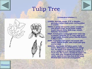Tulip Tree
                             (Liriodendron tulipifera L.)

                LEAVES: Alternate, simple, 4"-6" in diameter,
                    generally 4 lobed, bright green, turning yellow
                    in autumn.
                TWIGS: In spring and summer, green, sometimes
                    with purplish tinge; during winter reddish
                    brown, smooth, shiny. Buds large, smooth,
                    flattened, "duck-billed."
                FRUIT: At first green, turning light brown when ripe
                    in autumn; cone-like, 2½"-3" long, made up of
                    winged seeds. Greenish yellow tulip-like flowers
                    in May or June.
                BARK: Young trees dark green and smooth with
                    whitish vertical streaks, older trunks dark gray
                    and furrowed.
                GENERAL: Also known as Yellow poplar, Tulip
                    poplar, White poplar and Whitewood. A large
                    tree, the tallest of the eastern hardwoods. It
                    grows rapidly and is an important timber and
                    shade tree. The wood is valuable for veneer and
                    many other uses. Songbirds and game birds,
                    rabbits, squirrels and mice feed on the seeds.
                    Whitetail deer browse the young growth.



Glossary
 